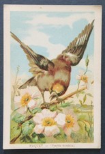 Immagine cromata FRIQUET