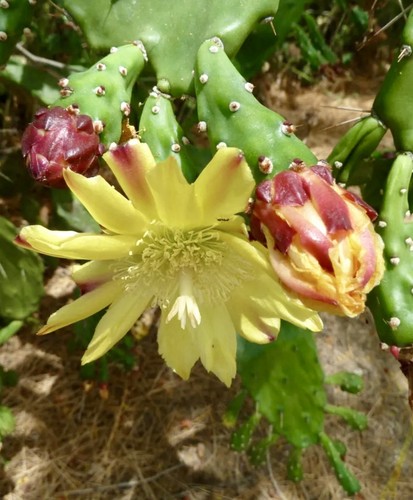 Talee opuntia ficus - 🌵2,