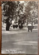 1963 fonni vita sulla - fonni, in