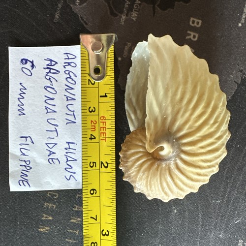 Conchiglia argonauta hians - argonauta, 60