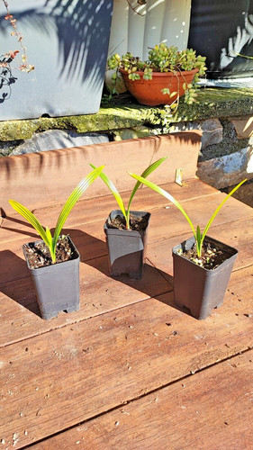 Trachycarpus fortunei