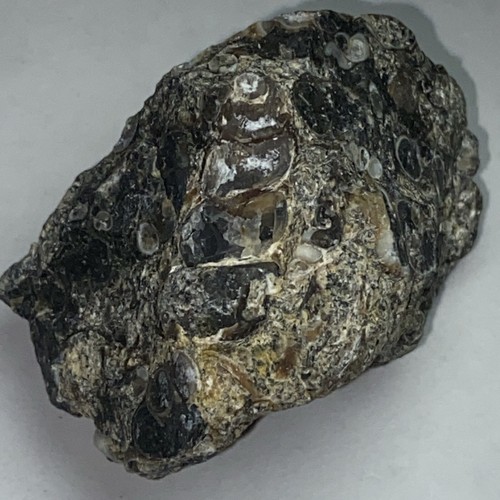 Turritella fossile - turritella,