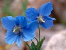 1500 semi di papavero blu