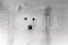 Foto Vintage Animali Cane Samoiedo anni 90 stampa 24x18 cm