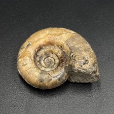 Gaudryceras tenuiliratum