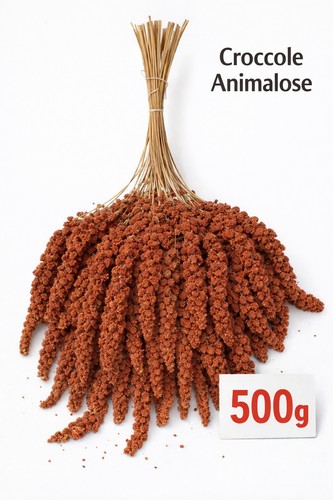 Spighe panico rosso - spighe, 500gr