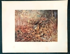 Stampa antica UCCELLO