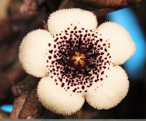 Stapelianthus arenarius no - stapelianthus, arenarius,