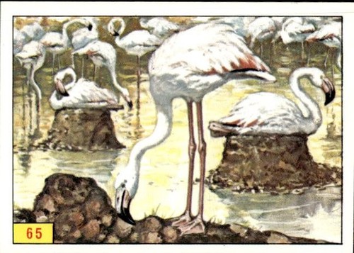 Figurina uccelli panini - figurina, ed.panini