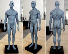Testa di teschio anatomia