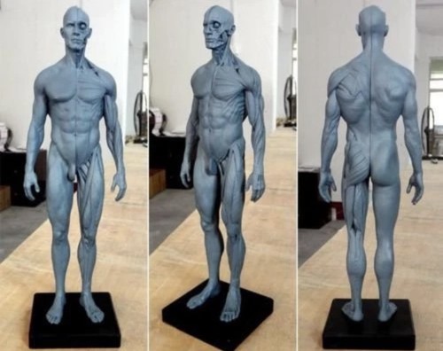 Testa teschio anatomia - testa,