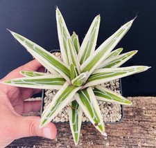 SPÉCIAL BIG COLOUR GREEN PALE