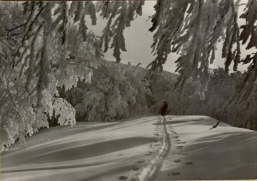 200823 cartolina foresta di - 200823,