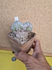 Astrophytum Crested Onzuka XXXL OLD Cactus Geohintonia aztekium copiapoa 