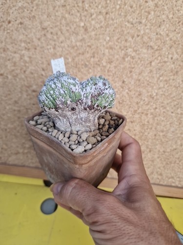 Astrophytum crested onzuka - crested,