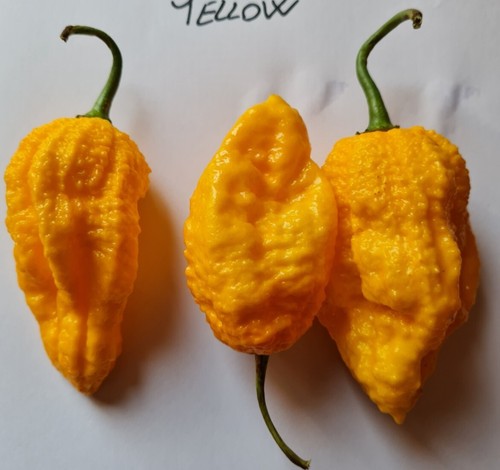 Semi peperoncino 7pot - 20,