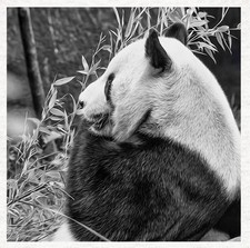 Panda pannello trapuntato - panda,