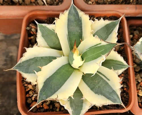 Agave titanota snaggletooth - titanota, "snaggletooth"