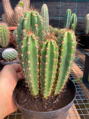 Pianta grassa cactus - cereus, in