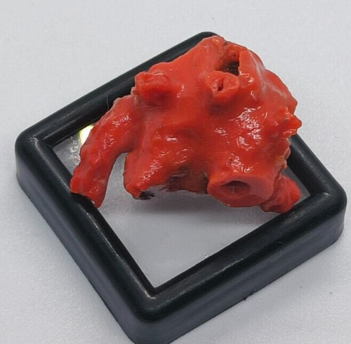 Antico corallo rosso - , grezzo