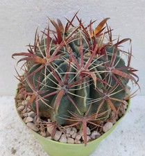 Ferocactus latispinus Pøt 14cm