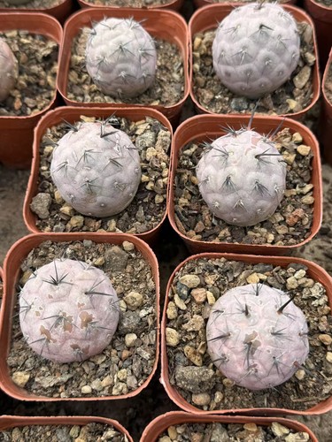 Tephrocactus geometricus spina