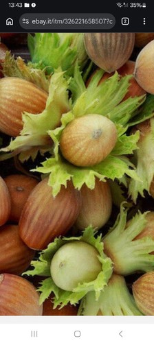 Nocciole tostate con - tostate,