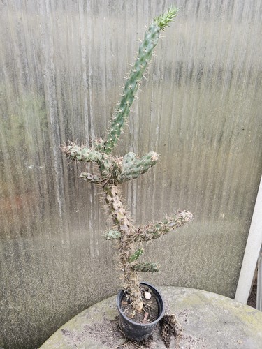 Cactus opuntia imbricata - cactus,