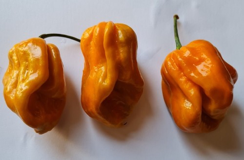 Semi peperoncino - 20,