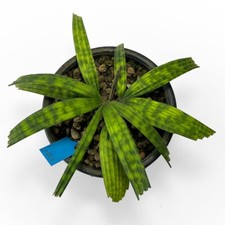 Licuala mapu in vendita da