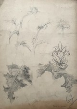 Studio cardo, disegno antico