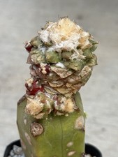 Ariocarpus graft on
