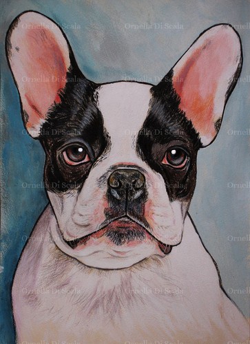 Ritratto cane bulldog - , francese