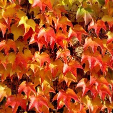 Pianta di Vite CANADESE