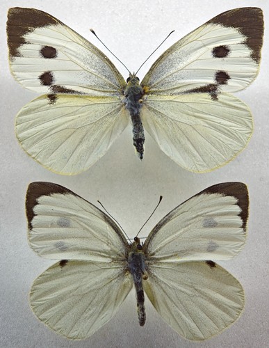 Pieridae pieris brassicae - pieridae,