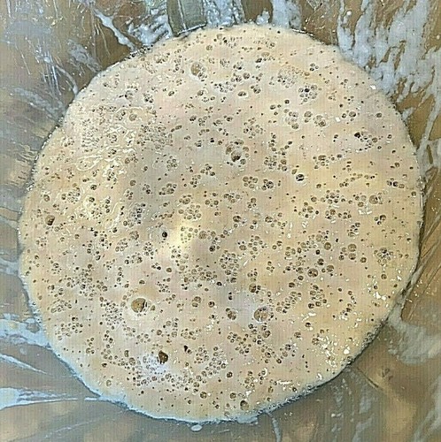 Lievito madre starter - madre,