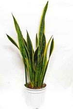 Piante da interno grasse