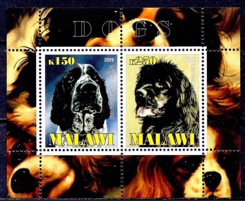 Caccia cani inglese springer - caccia,