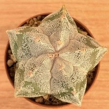 Astrophytum myriostigma ,  pot