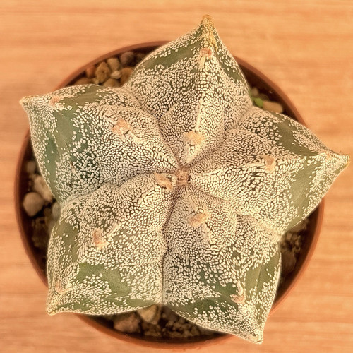 Astrophytum myriostigma pot - ,,