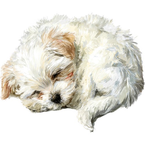 Adesivi cane maltese - 9,