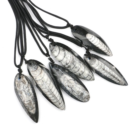 Collana orthoceras fossil - collana,