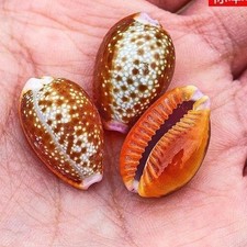 Conchiglia fiore rosso