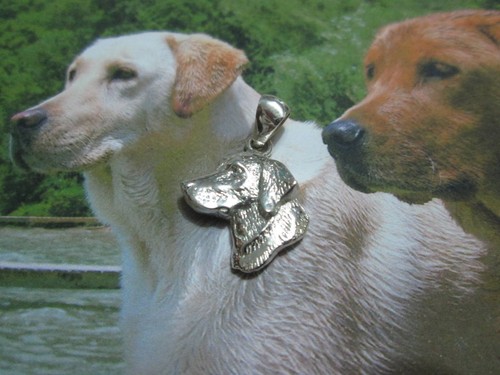 Cane labrador testa head - cane,