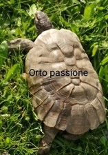 4000 mix Semi Tartarughe 5