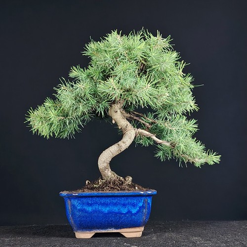 Aleppo kiefer bonsai - bonsai, pinus
