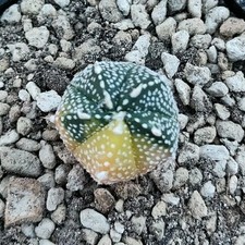Astrophytum capricorn X Hakujo