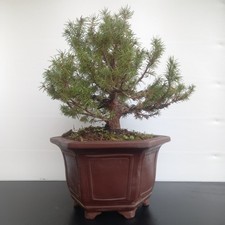 Bonsai di Abete