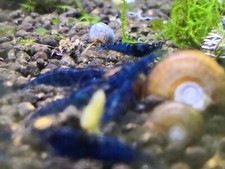 Iotto caridine Gamberetti X