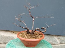 Bonsai Olmo Campestre 40x11cm
